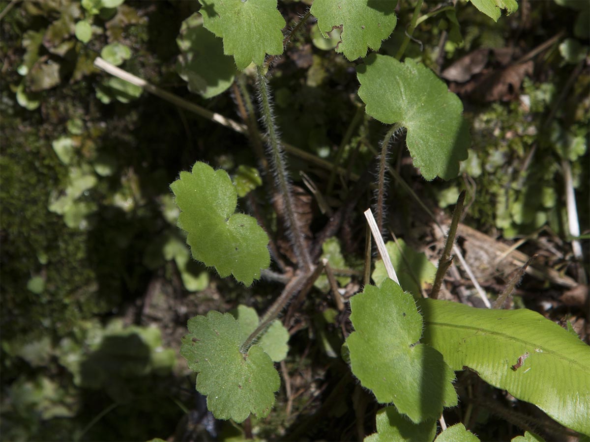 Saxifraga rotundifolia